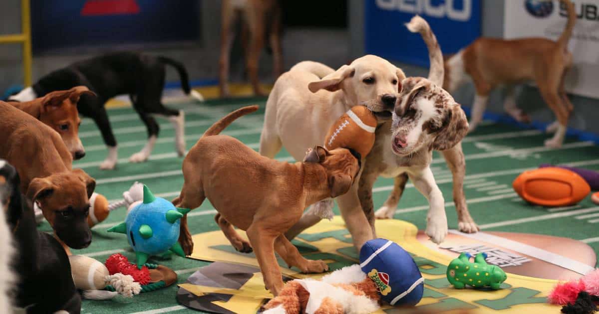 2018 Puppy Bowl Odds
